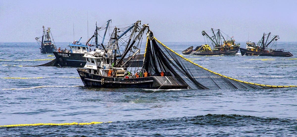 Fiscalía archiva investigación a funcionarios de Imarpe acusados de falsear datos de anchoveta para beneficiar a pesqueras