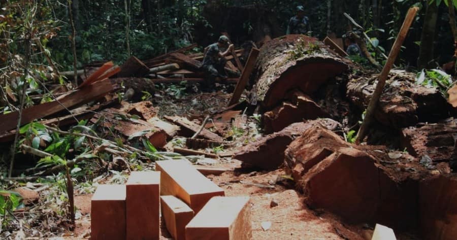 San Martín: defensores ambientales piden a Castillo que actúe contra las mafias de la tala ilegal