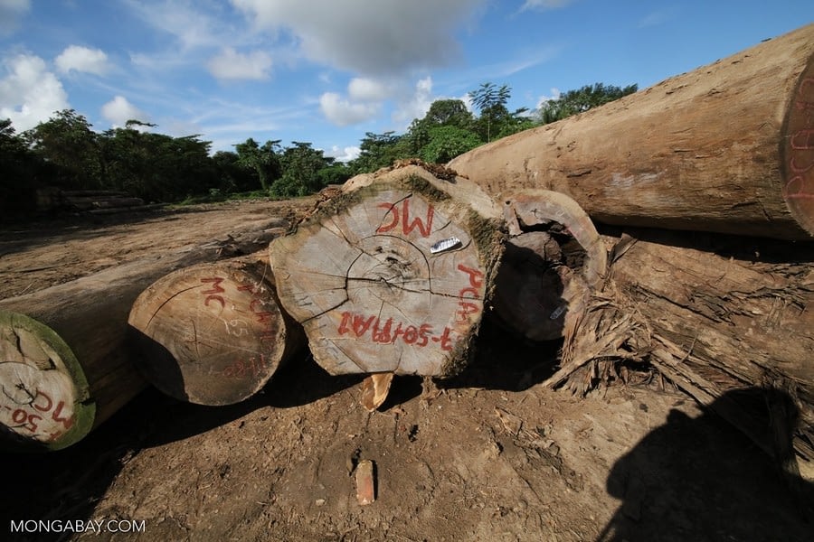 Empresa estadounidense reconoce haber comprado madera ilegal procedente de Perú